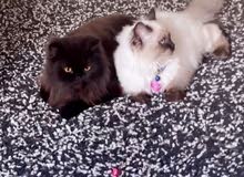 قطة هملايا و قطة شيرازية بيكي فيس