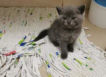 سكوتش فولد ذكر و برتش شعر قصير ذكر 4 أسابيع للبيع Scottish Fold male and British سكوتش فولد ذكر و برتش شعر قصير ذكر 4 أسابيع للبيع Scottish Fold male and British