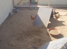 12 Egg laying hens and 2 ducks for sale 12 Egg laying hens and 2 ducks for sale