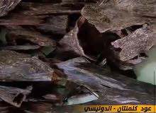 عود كلمنتان دقه اندونيسي فااااخر ومضمون عود كلمنتان دقه اندونيسي فااااخر ومضمون