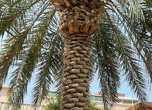 نخلتين هلاليه و اخلاص للبيع نخلتين هلاليه و اخلاص للبيع