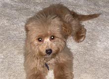 toy poodle toy poodle