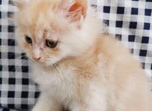 kitten kitten