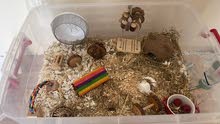 hamster with tank and necessities hamster with tank and necessities