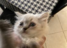 kittens for sell كيتنس للبيع kittens for sell كيتنس للبيع