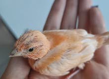 canary home breeding canary home breeding