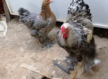 chicken for sell Argenti chicken for sell Argenti