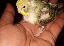 Budgies Baby Budgies Baby