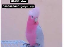ببغاء كوكاتو جالا ببغاء كوكاتو جالا
