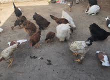 دجاج كوجن وافراخ دجاج عرب دجاج كوجن وافراخ دجاج عرب