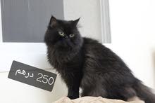persian male for sale persian male for sale