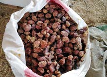 حشف تمر درجه اولى حشف تمر درجه اولى