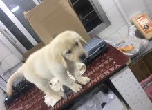 Original Golden Retriever to sale غولدن رتريفر اصلي للبيع Original Golden Retriever to sale غولدن رتريفر اصلي للبيع
