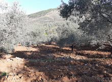 كرم زيتون مميز وفخم للبيع كرم زيتون مميز وفخم للبيع