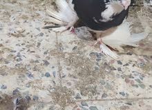 مطلوب انثى مطلوب انثى