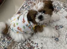 shihtzu dog shihtzu dog