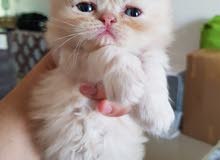 Exotic mixed with Persian longhair Exotic mixed with Persian longhair