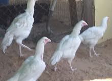 دجاج باكستانى دجاج باكستانى