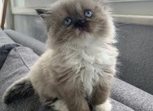 قطه للبيع قطه للبيع