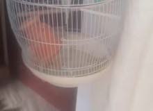 3كوكتيل منتجين 3بادجي مع كامل اغراضهم 3كوكتيل منتجين 3بادجي مع كامل اغراضهم
