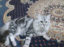 قط شيرازي ذكر  للبيع نشيط يحب اللعب