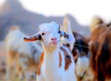 مطلوب غلان مطلوب غلان