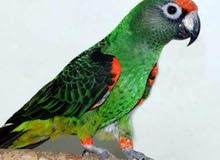ببغاء للبيع ببغاء للبيع