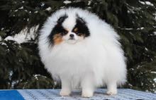 بومارينيان تيكب أصغر حجم مستوى عالي جدا pomeranian t_cup