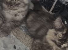 قطط عمر شهرين ذكر و انثى قطط عمر شهرين ذكر و انثى