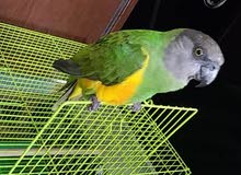 ببغا مروض سنغاليي يحكي ببغا مروض سنغاليي يحكي