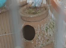buggies parrot 6 breeding pair buggies parrot 6 breeding pair