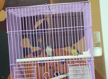 pair birds pair birds