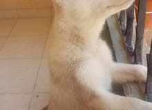 husky هاسكي للبيع husky هاسكي للبيع