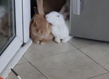 Giant Rabbit العملاق Giant Rabbit العملاق