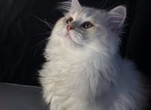 قط شيرازي قط شيرازي