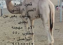 قعود للبيع قعود للبيع