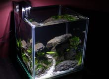 Nano Aquarium For Betta (fighter) Nano Aquarium For Betta (fighter)