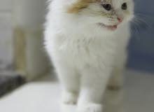 Persian kittens male Persian kittens male