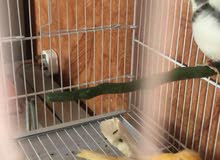 Canary pair for sale 200 Canary pair for sale 200