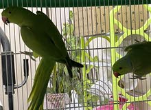 زوج دره اخضر للانتاج زوج دره اخضر للانتاج