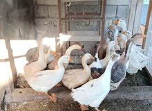 وز كوبرا بلغاري وز كوبرا بلغاري