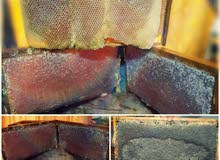 الناصرة لإنتاج العسل_Nazareth to produce honey الناصرة لإنتاج العسل_Nazareth to produce honey
