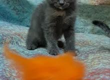 Scottish fold girl Scottish fold girl