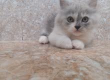انثى شيرازي العمر شهرين انثى شيرازي العمر شهرين