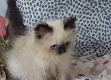 Persan Himalayen Persan Himalayen