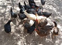 دجاج بلدي البيع
