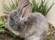 أرانب الزينه أنقورا هولندي فاخر - الرجاء قراءة الوصف - Angora Holland rabbits
