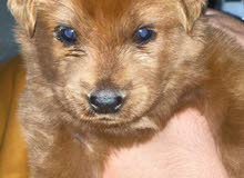 golden retriever mix Labrador golden retriever mix Labrador