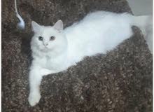 Pure PERSIAN Cat male very lovely Cat Pure PERSIAN Cat male very lovely Cat