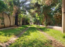 نصف هكتار بوادي الربيع المضل به شجر واستراحة وجابيه نصف هكتار بوادي الربيع المضل به شجر واستراحة وجابيه